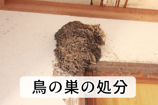 鳥の巣の処分
